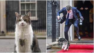 VIDEO Motanul Larry, eroul neașteptat al unei &icirc;nt&acirc;lniri oficiale la Londra