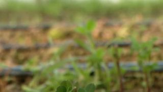 VIDEO Taxele și gerul scumpesc trufandalele