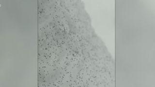 VIDEO Invazie spectaculoasă de &bdquo;purici de zăpadă&rdquo; &icirc;n pădurea Făget din Cluj