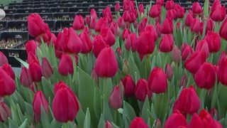 VIDEO Pregătiri pentru sezonul lalelelor &icirc;n Olanda