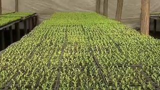 VIDEO Gerul extrem pune &icirc;n pericol culturile de salată din Matca: pierderi masive și costuri &icirc;n creștere pentru legumicultori