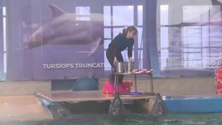 VIDEO &bdquo;A fost destul de greu la &icirc;nceput&rdquo;. Un nou bazin de antrenamente la Delfinariul din Constanța