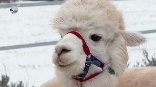 Experiență inedită alături de alpacale