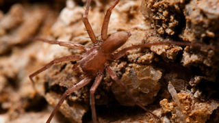 Peștera Movile, locul din Rom&acirc;nia unde viața a evoluat fără lumină, iar o greșeală banală poate fi fatală