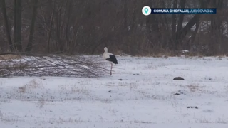 VIDEO Barza &bdquo;Gobi&rdquo; din Covasna, vedeta locală care iernează &icirc;n curtea unei localnice