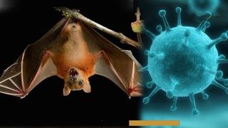 Virusul Nipah se răsp&acirc;ndește &icirc;n India