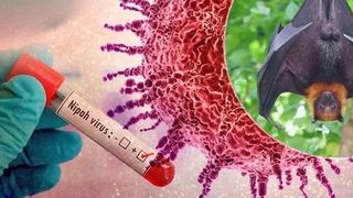 Virusul Nipah se răsp&acirc;ndește &icirc;n India