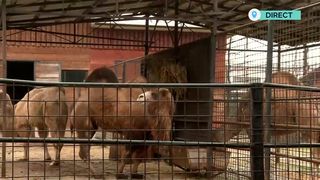 Măsuri speciale pentru animalele de la grădina zoologică din București