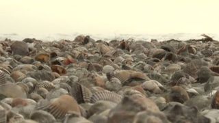 VIDEO Invazie de melci și scoici pe plaja din Năvodari. Specialiștii explică fenomenul rar
