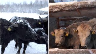 VIDEO Ce faci &icirc;n weekend, cu Claudia Costandiș. Ferma de animale sălbatice din inima pădurii