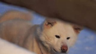 C&acirc;ine din rasa Akita Inu