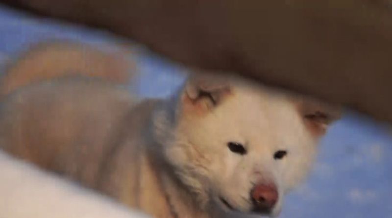 Câine din rasa Akita Inu