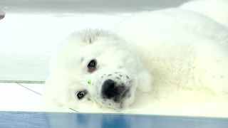 Otto, vedetă pe internet