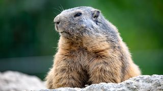 C&acirc;nd se sărbătorește Ziua C&acirc;rtiței: Este momentul &icirc;n care va fi prezis c&acirc;nd &icirc;ncepe primăvara