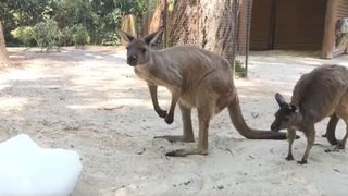 VIDEO Canicula extremă lovește Australia. S-au &icirc;nregistrat aproape 50 de grade 