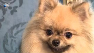 Toaletarea frecventă, necesară c&acirc;inilor cu blană mare