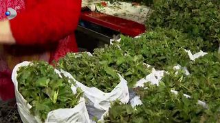 VIDEO &bdquo;Sunt foarte scumpe&rdquo;. Urzicile, mai scumpe dec&acirc;t carnea