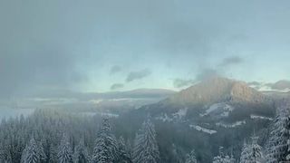 Copaci &icirc;nzăpeziți