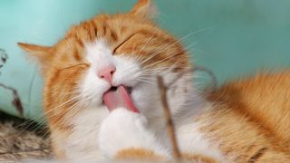 Cum să cureți rapid părul de pisică din casă