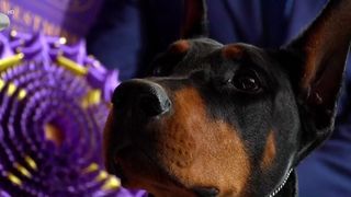 VIDEO Un doberman, cel mai frumos c&acirc;ine din lume