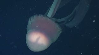 VIDEO Meduza cu brațe de p&acirc;nă la 10 metri, filmată rar &icirc;n sălbăticie. Unde a fost făcută descoperirea