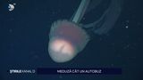 VIDEO Meduza cu brațe de p&acirc;nă la 10 metri, filmată rar &icirc;n sălbăticie. Unde a fost făcută descoperirea