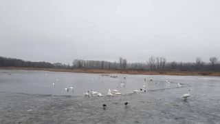 Focar de gripă aviară &icirc;n Rom&acirc;nia. Patru lebede au fost găsite moarte pe un lac din B&acirc;rlad