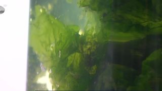 VIDEO &bdquo;Au un puternic rol antioxidant&rdquo;. Algele, afacerea viitorului