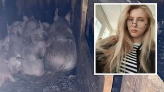 Elevă de 17 ani, ucisă de porci după ce un angajat furios al tatălui ei a lăsat-o inconștientă &icirc;n fermă
