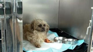 Căpușele, pericol tot mai mare pentru animalele de companie iarna