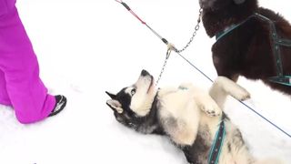 C&acirc;ini husky
