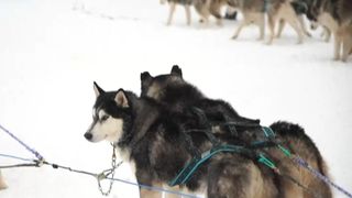 C&acirc;ini husky