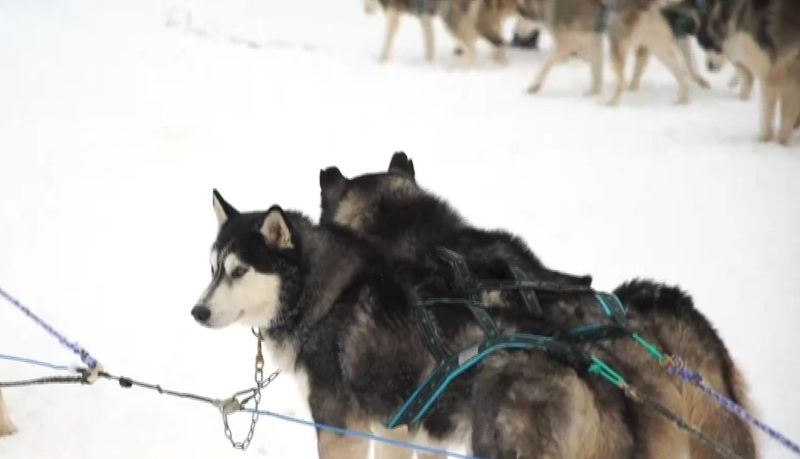 Câini husky