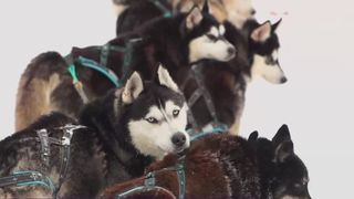C&acirc;ini husky