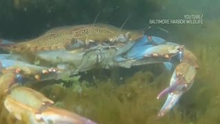 VIDEO Marea Neagră devine tot mai exotică. Crabul albastru, noua amenințare exotică pe litoralul rom&acirc;nesc