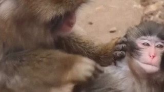 VIDEO Miracol &icirc;n sanctuarul de animale. Și-a găsit o nouă familie după săptăm&acirc;ni de singurătate