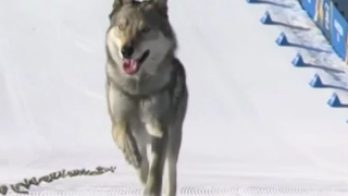 VIDEO Un c&acirc;ine surpriză a intrat pe p&acirc;rtia de schifon la Jocurile Olimpice Milano-Cortina 2026