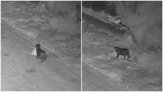 VIDEO Un bărbat și-a &icirc;nvățat c&acirc;inele să &icirc;i ducă gunoiul pe marginea drumului. Imaginile care au dat proprietarul de gol