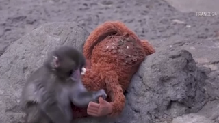 VIDEO Maimuța Punch cucerește lumea! Povestea puiului din grădina zoologică din Tokyo st&acirc;rnește emoții la nivel mondial