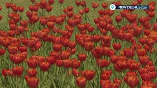 VIDEO Festivalul Lalelelor din India, o bucurie pentru localnici și turiști