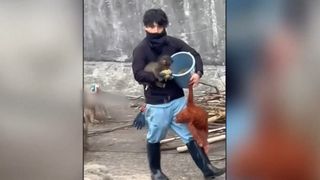 VIDEO &Icirc;ngrijitorul, noul preferat al lui Punch, puiul de macac devenit celebru