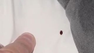 VIDEO Invazie de ploșnițe &icirc;n stațiunea Predeal. Turiștii revoltați: &rdquo;Se puseseră pe noi, am simțit, le-am văzut, am filmări&rdquo;