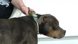 VIDEO &bdquo;Asta trebuie să știe părinții&rdquo;. Totul despre rasa c&acirc;inilor Amstaff