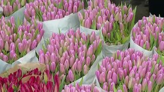 Florile, vedetele lunii martie