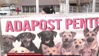 VIDEO Percheziții și audieri &icirc;n cazul eutanasiilor ilegale și abuzurilor din adăposturile pentru c&acirc;ini fără stăp&acirc;n