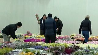 VIDEO Rom&acirc;nii investesc &icirc;n flori de primăvară: v&acirc;nzările cresc, chiar și &icirc;n contextul prețurilor mai mari