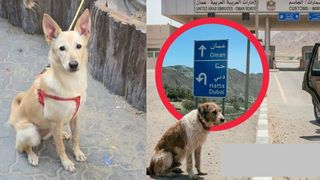 Influencerii care fug din Dubai &icirc;și abandonează animalele de companie pe străzi. "I-au lăsat legați de st&acirc;lpi"