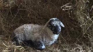  Mieii nu au cumpărători de Paște