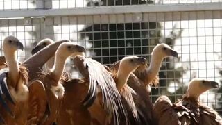 VIDEO Vulturii suri, reintroduși &icirc;n Rom&acirc;nia după 70 de ani. 25 de exemplare aduse din Spania &icirc;n Munții Făgăraș