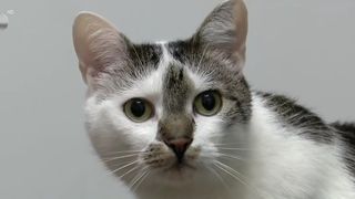 VIDEO &bdquo;Transmite liniște și siguranță&rdquo;. Odin, unicul motan terapeut din Rom&acirc;nia